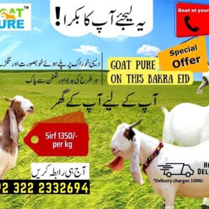 Experience the Perfect Goat Delivered to Your Doorstep this Bakra Eid with Goat Pure!